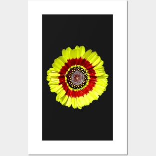 Tricolour Chrysanthemum Ismelia Carinata Painted Style Pattern Posters and Art